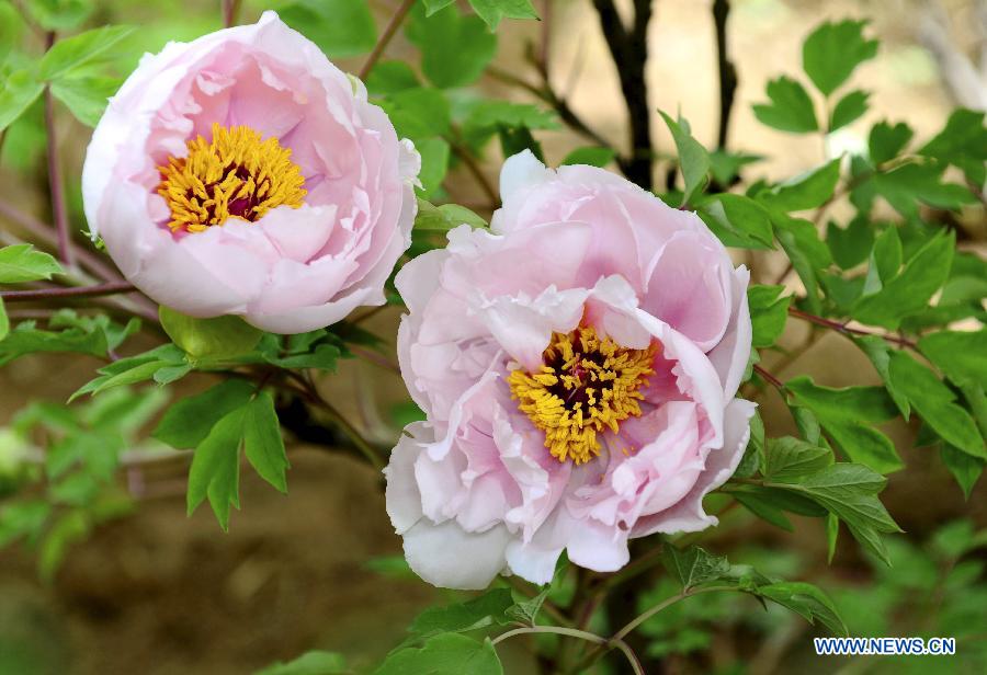 Photo taken on March 18, 2013 shows peony flowers in Luoyang, central China's Henan Province. Various flowers are in full blossom as spring comes. (Xinhua/Zhang Yixi)