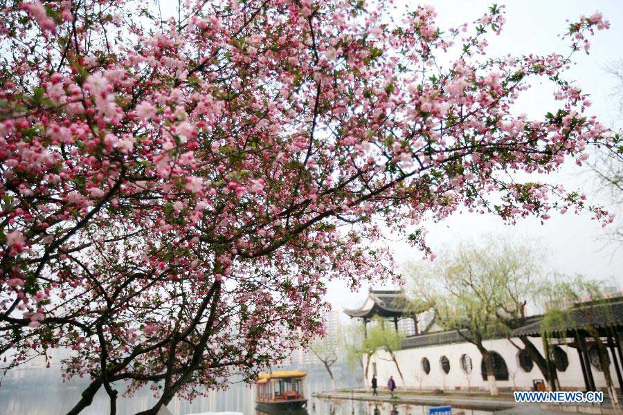 Photo taken on March 18, 2013 shows begonia flowers at the Mochouhu Park in Nanjing, capital of east China's Jiangsu Province. Various flowers are in full blossom as spring comes. (Xinhua/Wang Xin)