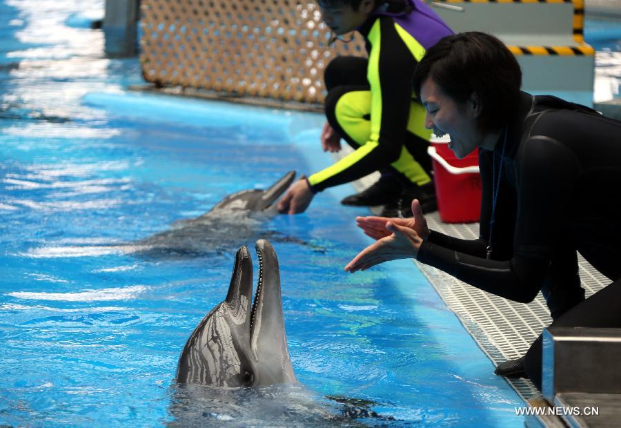 A specialist trains a dolphin at the Marine Mammals Breeding and Research Center of the Ocean Park in Hong Kong, south China, March 19, 2013. The Marine Mammals Breeding and Research Center of the Ocean Park Hong Kong was put into use in November 2009. The center now accommodates 10 dolphins which are nursed and trained by 10 specialists. (Xinhua/Li Peng) 