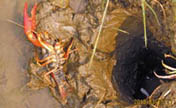 Yunnan fights against crayfish invasion