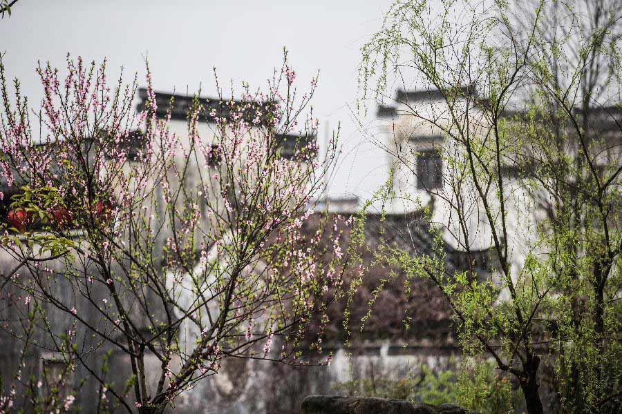 Peach blossoms are seen in front of ancient houses in Huangshan City, east China's Anhui Province, March 19, 2013. (Xinhua/Wang Wen)