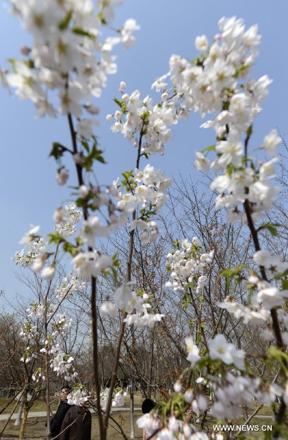 Visitors view cherry blossoms at the Yuyuantan Park in Beijing, capital of China, March 22, 2013. The 25th Yuyuantan Cherry Blossom Festival will kick off on Saturday. (Xinhua/Li Jundong)
