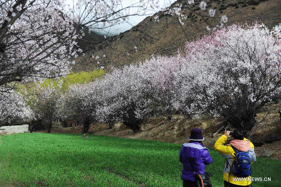 Visitors view peach flowers in Nyingchi, southwest China's Tibet Autonomous Region, March 23, 2013. The 11th Nyingchi Peach Flower Cultural Tourism Festival kicked off on Saturday, attracting numbers of tourists. (Xinhua/Wen Tao) 
