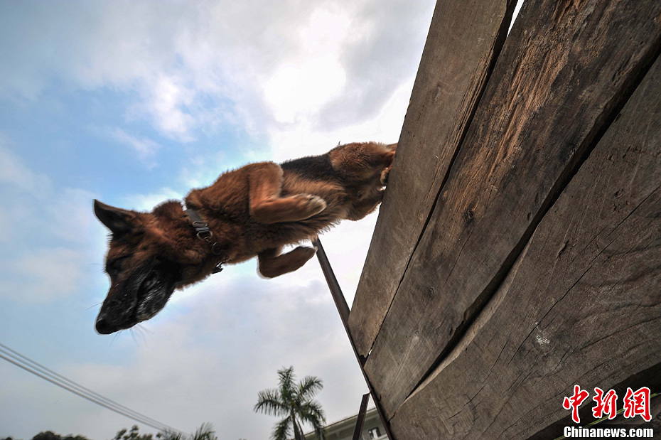 Police dog “Jack” jumps over the obstacles. (Hong Jianpeng )