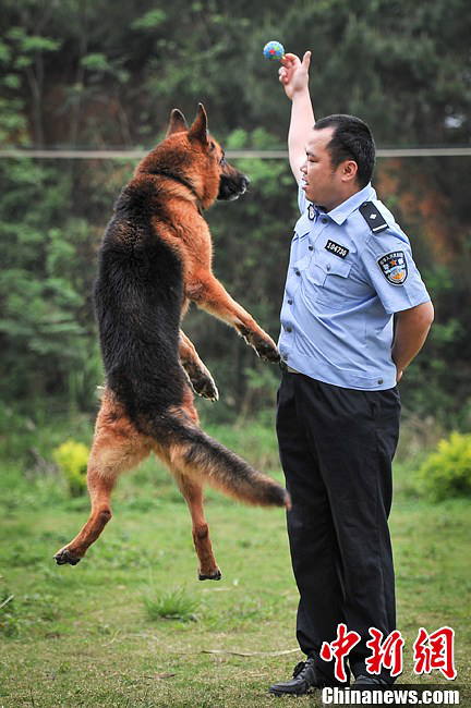 Police officer training police dog "Jack". (Spurce: chinanews.com/Hong Jianpeng)