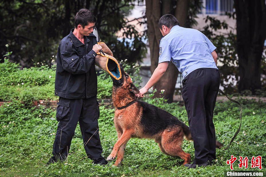 Police dog "Jack" takes bite training. (Spurce: chinanews.com/Hong Jianpeng)