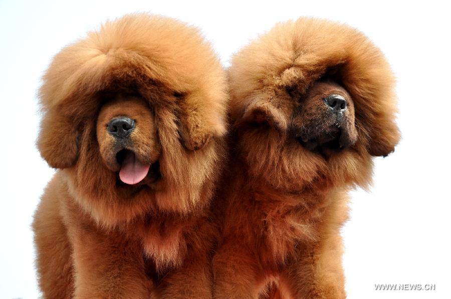 Two Tibetan mastiffs play at the 2nd Handan Tibetan mastiff exhibition in Handan, north China's Hebei Province, March 23, 2013. The exhibition, with nearly 400 Tibetan mastiffs attended, kicked off on Saturday. (Xinhua/Hao Qunying) 