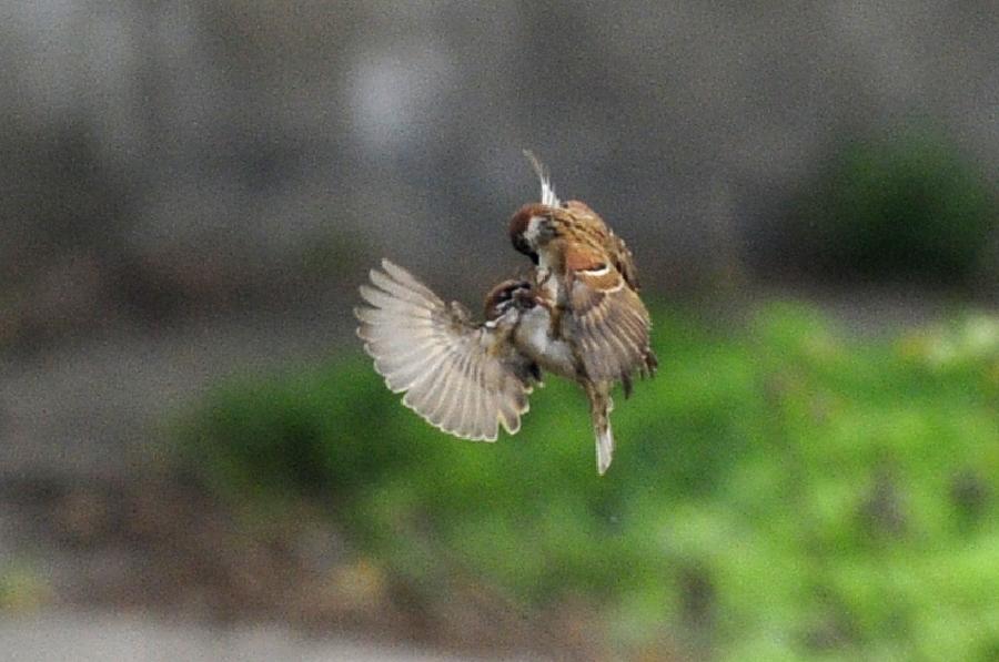 Two sparrows play in Xiangyang, central China's Hubei Province, March 23, 2013. (Xinhua/Hao Tongqian)