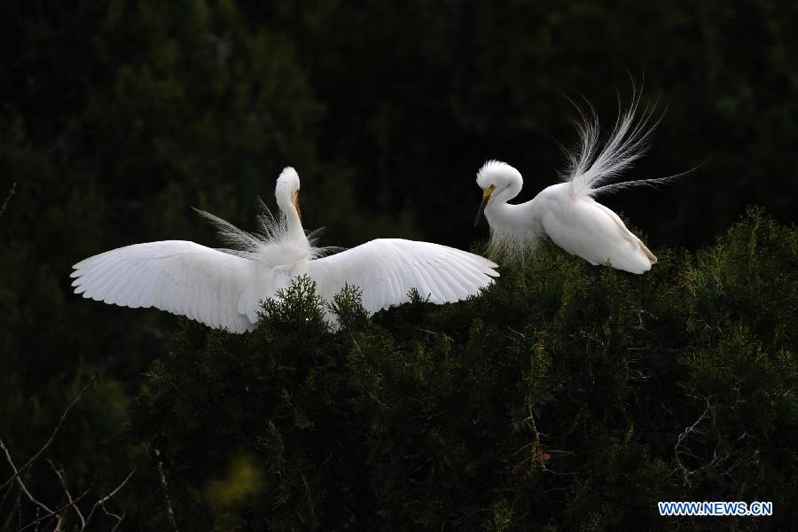 White egrets are seen at the wetland of Hongze Lake in Sihong County, east China's Jiangsu Province, March 24, 2013. (Xinhua/Xu Chenghong)