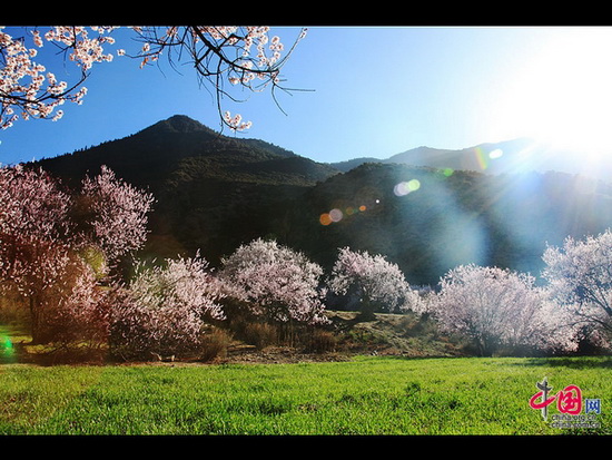 'Switzerland of Tibet' to hold peach blossom festival