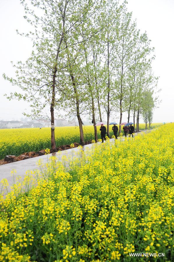 Tourists walk on a road through a profusion of rape flowers in Hanzhong City, northwest China's Shaanxi Province, March 25, 2013. More than 70,000 hectares of rape flowers have been in full bloom recently. (Xinhua/Ding Haitao)