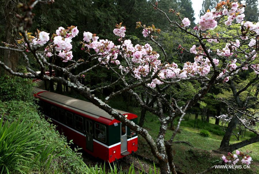 A train of the Alishan Forest Railway runs past a bunch of cherry blossoms in the Alishan Scenic Area in Chiayi, southeast China's Taiwan, March 26, 2013. (Xinhua/Xie Xiudong) 