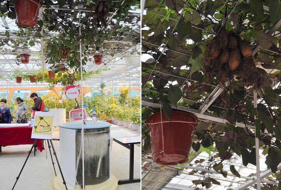 Sweet potatoes growing in air using soil-free cultivation technology (空中红薯) (China.org.cn/Zhang Junmian)