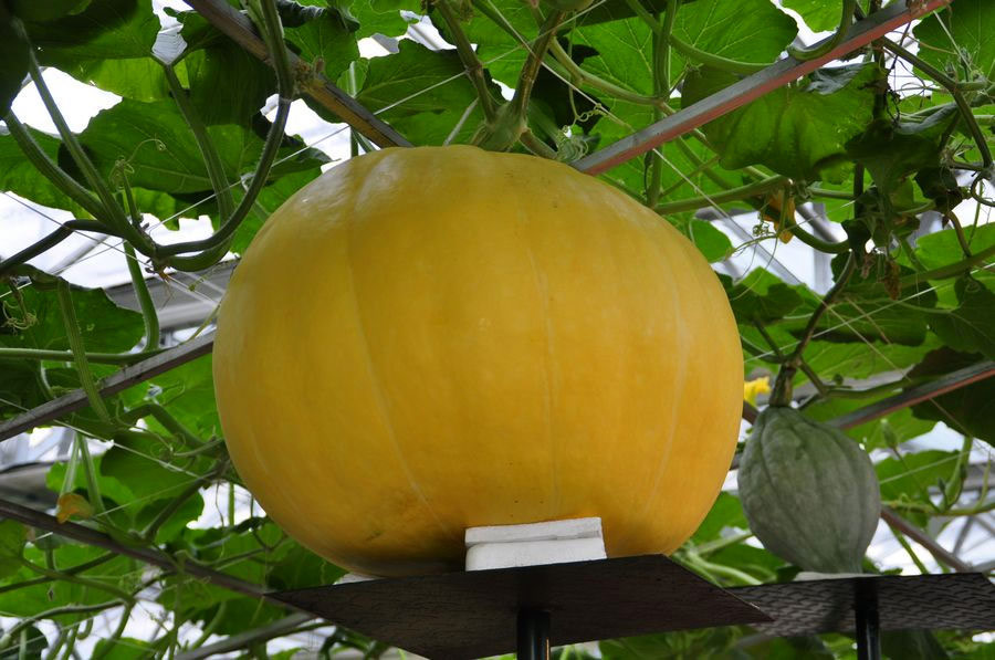 Giant pumpkins, which can weigh more than 500 kilograms (巨型南瓜) (China.org.cn/Zhang Junmian)