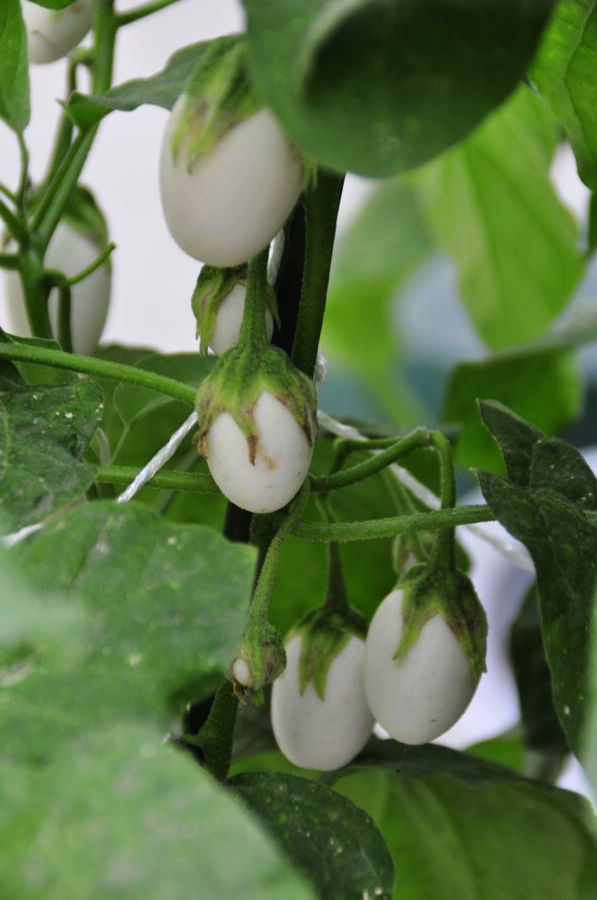 Solanum texanum, white eggplants shaped like a goose egg (鹅蛋茄) (China.org.cn/Zhang Junmian)