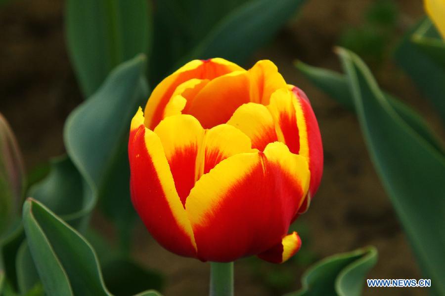A tulip flower blossoms at a botanical garden in Hefei, capital of east China's Anhui Province, March 27, 2013. (Xinhua/Li Jianbo)