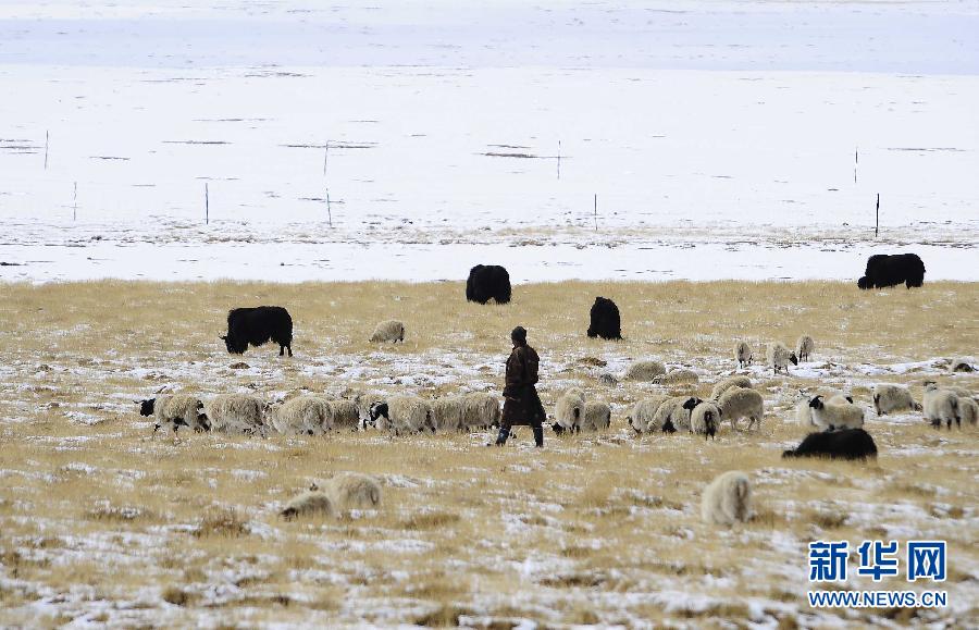 A herdsman herds sheep in northern Tibet on March 18. (Xinhua/Liu Kun)