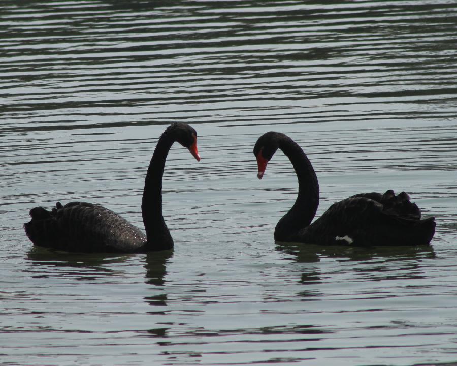 Black swans are seen at the Sanxian Mountain scenic area in Penglai City, east China's Shandong Province, March 31, 2013. (Xinhua/Yu Liangyi)