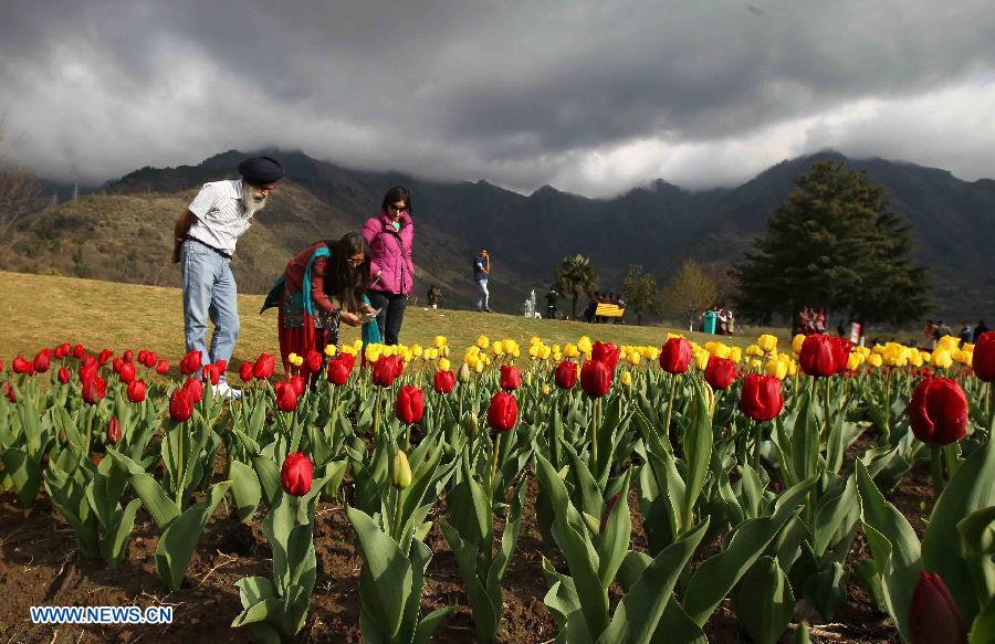 A tourist takes photographs of tulips in a tulip garden in Srinagar, summer capital of Indian-controlled Kashmir, April 3, 2013. The Tulip Garden in Indian-controlled Kashmir has become the prime attraction for visiting foreign and domestic tourists, officials said. (Xinhua/Javed Dar) 