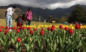 Tourists stroll in tulip garden in Srinagar