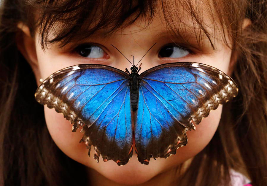 Stella Ferruzola poses with a Blue Morpho butterfly on her nose at the Sensational Butterflies Exhibition at the Natural History Museum in London on March 25. (Xinhua/Reuters)