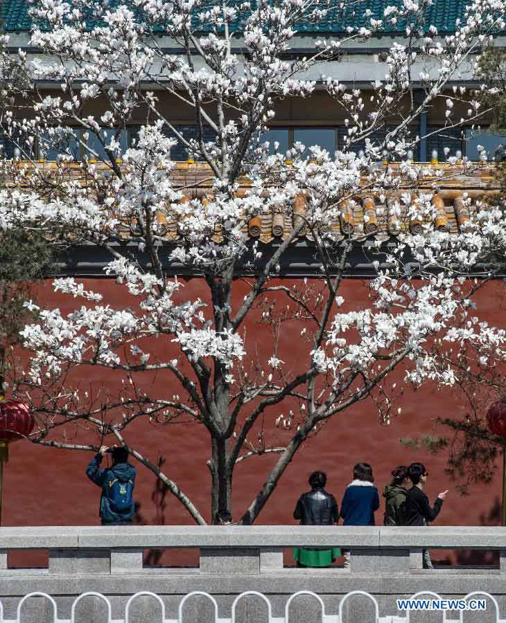 Pedestrians take photos of Magnolia flowers in full blossom in Chang'an Avenue in Beijing, capital of China, April 6, 2013. (Xinhua/Luo Xiaoguang)