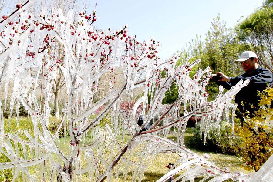 A citizen takes pictures of icicles in Hami, northwest China's Xinjiang Uygur Autonomous Region, April 8, 2013. Icicles are seen on tree branches and blossoms in Haimi due to sharp drop of temperature. (Xinhua/Cai Zengle)