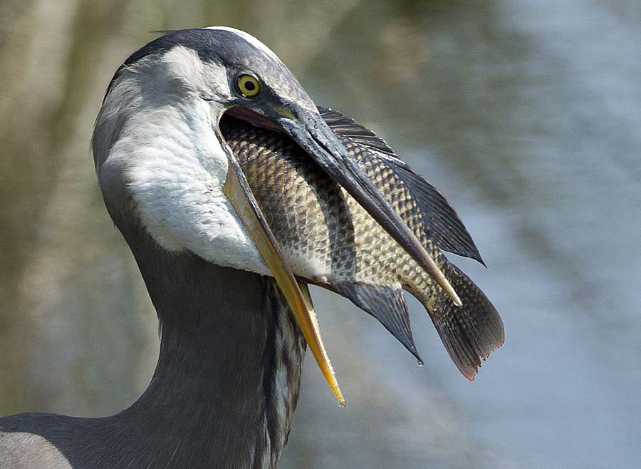 A Great Blue Heron swallows a fish on the Delray Beach in Florida, U.S., on April 2. (Xinhua/AP)