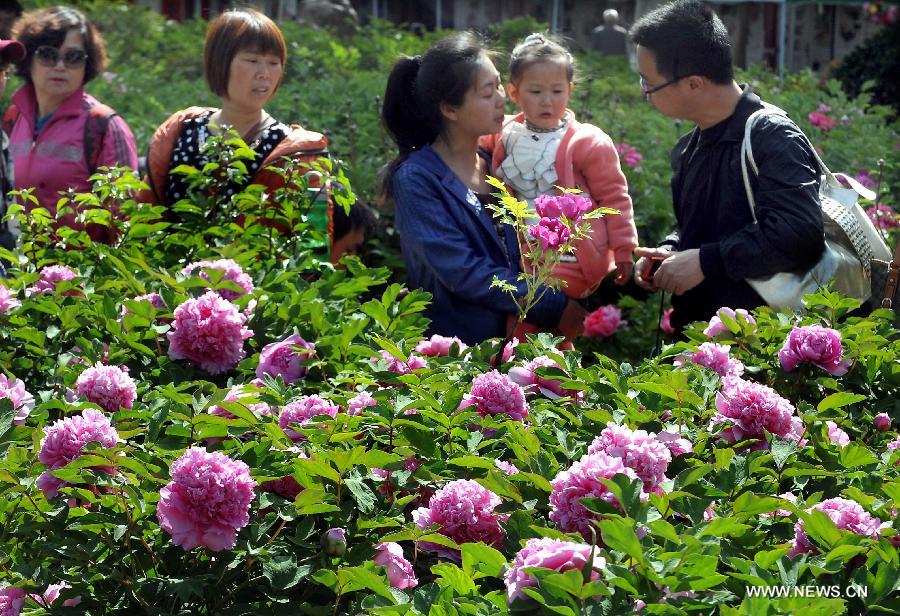 Visitors view peony flowers at a park in Luoyang City, central China's Henan Province, April 9, 2013. (Xinhua/Wang Song) 