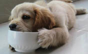 Watchdog probes pet food purveyor