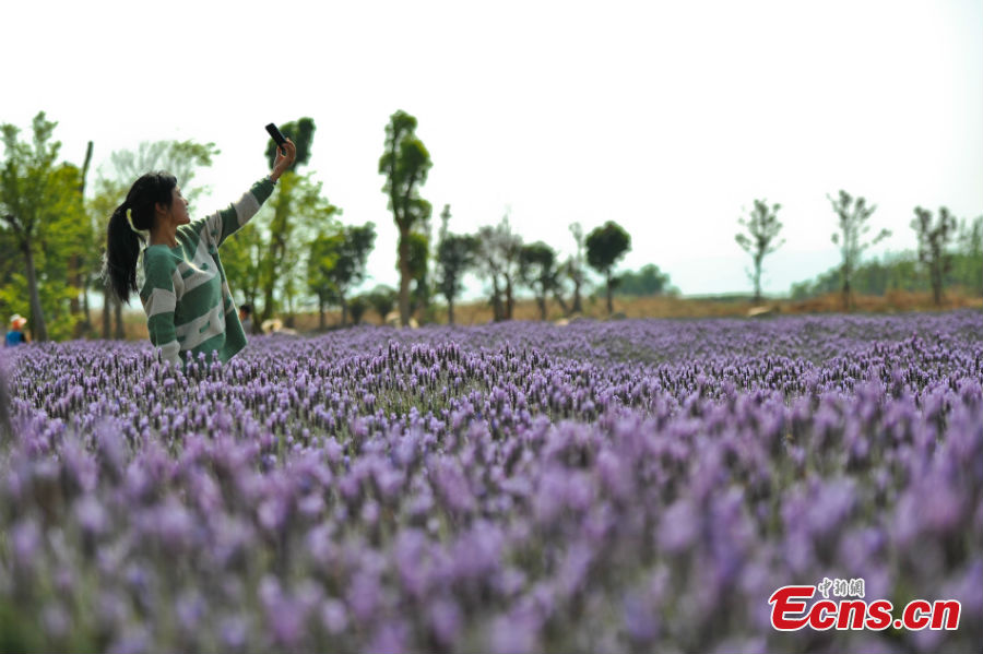 Visitors take photos in a lavender field nearby the Dian Lake in Yunnan Province, April 8, 2013. (CNS/Ren Dong)