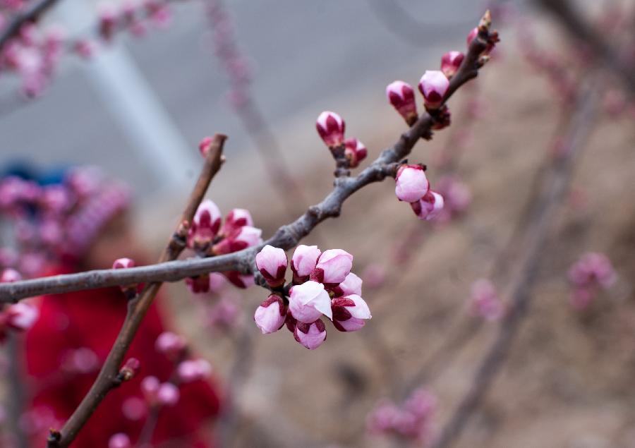 Photo taken on April 10, 2013 shows apricot buds at the Beijing Fenghuangling Nature Park in Beijing, capital of China. The 2013 Fenghuangling Apricot Flower Festival kicked off on Wednesday, with the expected best time for viewing falling between April 13 and April 23. (Xinhua/Zhang Yu)