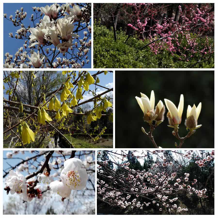 The combined photo taken on April 10, 2013 shows the various species of flowers in the Yuyuantan Park in Beijing, capital of China. As the temperature rises, people in Beijing are swarming into parks to view blooming flowers. (Xinhua/Li Xin)