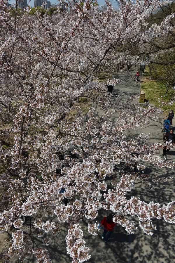 Visitors view cherry blossoms at Yuyuantan Park in Beijing, capital of China, April 11, 2013. (Xinhua/Li Jundong) 
