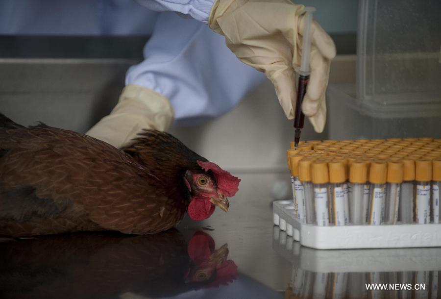 A staff member of the Hong Kong Food and Environmental Hygiene Department makes a flu test on a chosen chicken in Hong Kong, south China, April 11, 2013. The Hong Kong Food and Environmental Hygiene Department are carrying out avian influenza tests on imported chicken to ensure they are virus-free Thursday. (Xinhua/Lui Siu Wai)