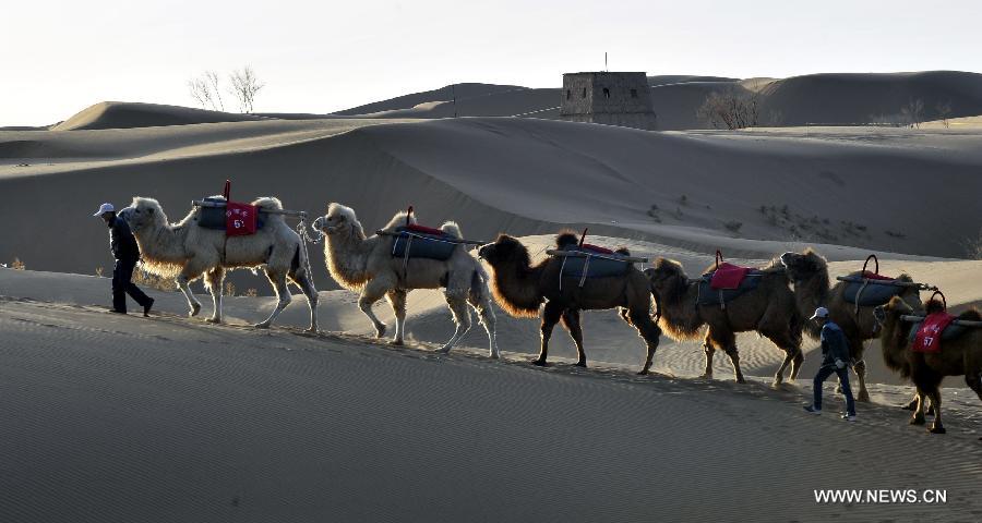 Camels walk in the desert to wait for tourists at the scenic area of Shapotou in Zhongwei City, northwest China's Ningxia Hui Autonomous Region, April 11, 2013. (Xinhua/Liu Quanlong) 