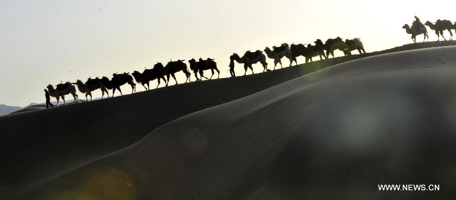 Camels walk in the desert to wait for tourists at the scenic area of Shapotou in Zhongwei City, northwest China's Ningxia Hui Autonomous Region, April 11, 2013. (Xinhua/Liu Quanlong) 