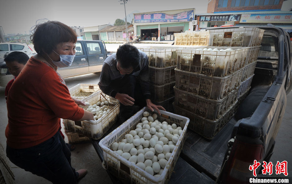 Wang Suqin, a poultry famer, sends duck eggs to feed pigs on April 14, 2013. (CNS/Wang Dongming)