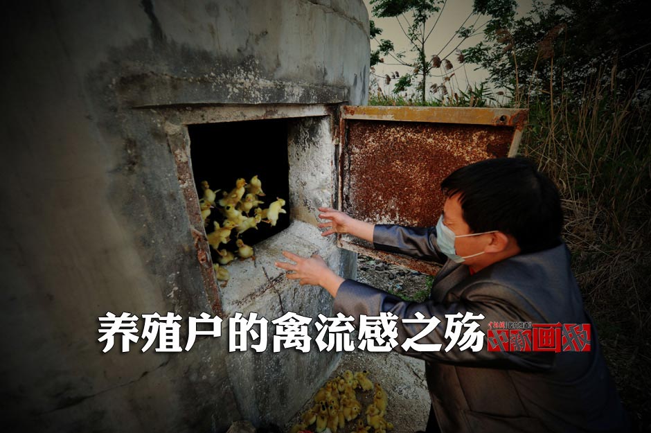 A worker throws baby ducks into the furnace on April 14, 2013.  (CNS/Wang Dongming)