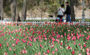 Beautiful tulips at Yingze Park