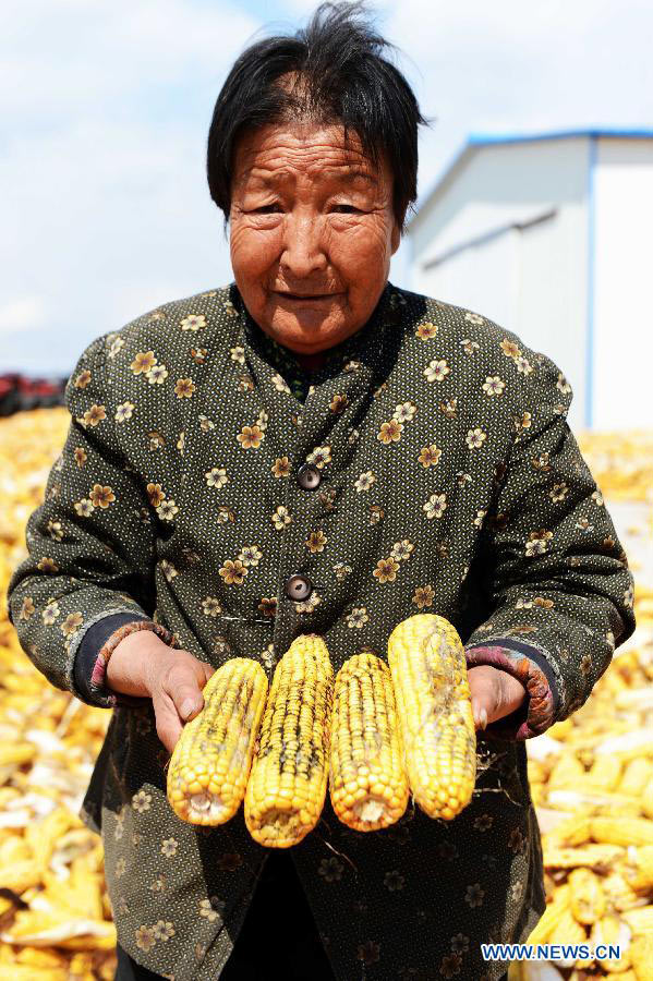 A farmer shows mouldy corns in the field which suffers from serious spring waterlogging in Luobei County, northeast China's Heilongjiang Province, April 17, 2013. Frequent snowfall last winter brought waterlogging to croplands in 63 counties, making 79.36 million mu (about 5.3 million hectares) of arable land contain too much water. Also, earlier and more frequent snowfall last winter prevented local farmers from harvesting ripe corns in time and most corns collected this spring were mouldy. Heilongjiang Province is China's largest producer of commerical grains. (Xinhua/Wang Kai)
