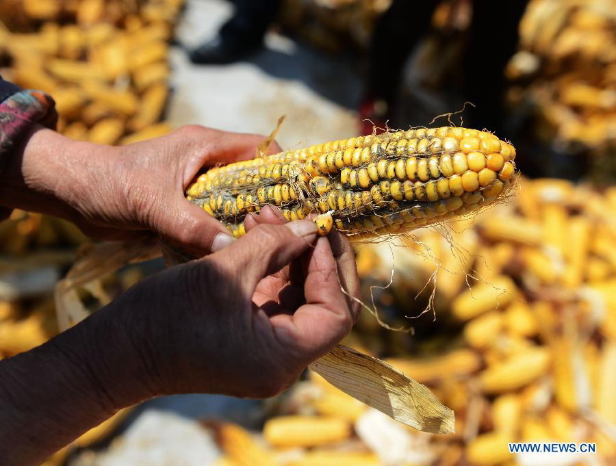 A farmer holds a mouldy corn in the field which suffers from serious spring waterlogging in Luobei County, northeast China's Heilongjiang Province, April 17, 2013. Frequent snowfall last winter brought waterlogging to croplands in 63 counties, making 79.36 million mu (about 5.3 million hectares) of arable land contain too much water. Also, earlier and more frequent snowfall last winter prevented local farmers from harvesting ripe corns in time and most corns collected this spring were mouldy. Heilongjiang Province is China's largest producer of commerical grains. (Xinhua/Wang Kai)
