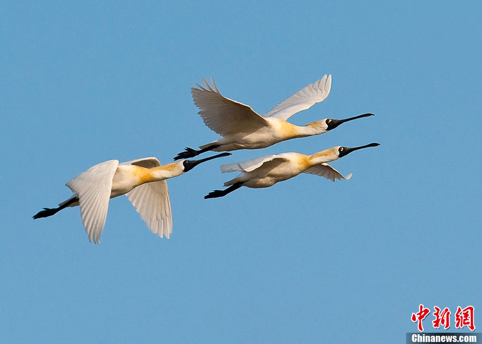 Black-faced Spoonbills fly in the air in Yancheng, East China's Jiangsu Province, April 16, 2013. Since mid-March, over one thousand Black-faced Spoonbills stopped off in Yancheng on their way to the north. Black-faced Spoonbill has the most restricted distribution of all spoonbills, and it is the only one regarded as endangered. 