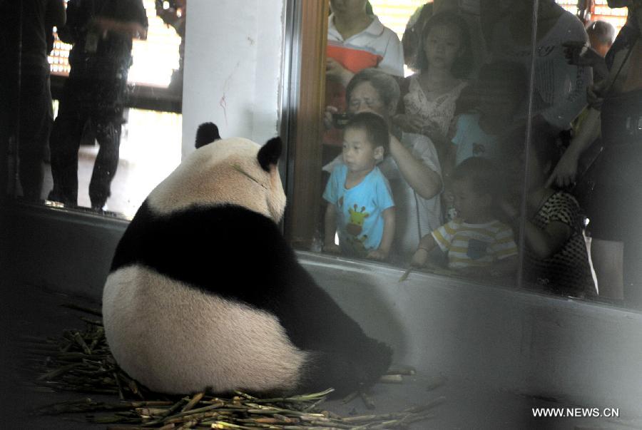 Giant panda "Mingbang" sits in his enclosure at the Liuzhou Zoo in Liuzhou, south China's Guangxi Zhuang Autonomous Region on April 19, 2013. Male giant pandas "Mingbang" and "Shulin" were shown on public display for the first time at the zoo on Friday, who were brought here from Sichuan Province last month and they will live here in the next five years. (Xinhua/Li Hanchi) 
