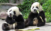 Quake has limited effect on panda habitats
