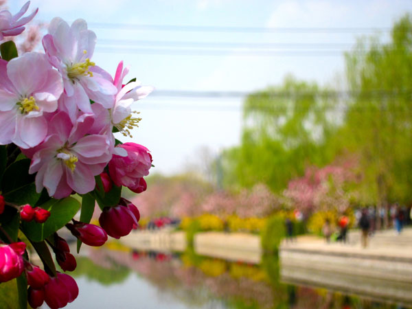 Yuan Dadu Park, Beijing, may be home to many different flower breeds, but from mid to late April the crabapple blossoms are the standout star of the show. [Photo: CRIENGLISH.com/William Wang]