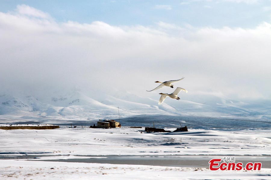 Swans fly above Bayanblak Wetlands in Hejing County, Northwest China's Xinjiang Uyghur Autonomous Region. The Bayanblak Wetlands turned into a wonderland in spring as herdsmen and wildlife live in harmony with nature. (CNS)