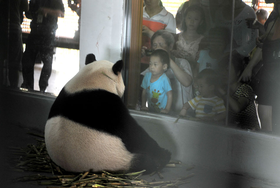 Giant panda "Mingbang" sits in his enclosure at the Liuzhou Zoo in Liuzhou, south China's Guangxi Zhuang Autonomous Region on April 19, 2013. Male giant pandas "Mingbang" and "Shulin" were shown on public display for the first time at the zoo, which were brought here from Sichuan province last month and they will live here in the next five years. (Xinhua/Li Hanchi)