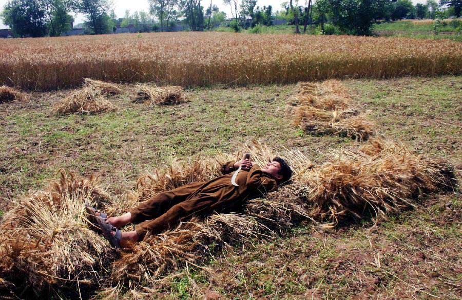 A Pakistani farmer takes a nap on harvested wheat in a field in the suburbs of northwest Pakistan's Peshawar, May 1, 2013. According to reports, the wheat production in Pakistan this year would be around 26.346 million tons, with an increase of about 2.316 million tons over last year. (Xinhua/Ahmad Sidique)