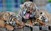 Tiger cub triplets meet with public at zoo in Shenyang